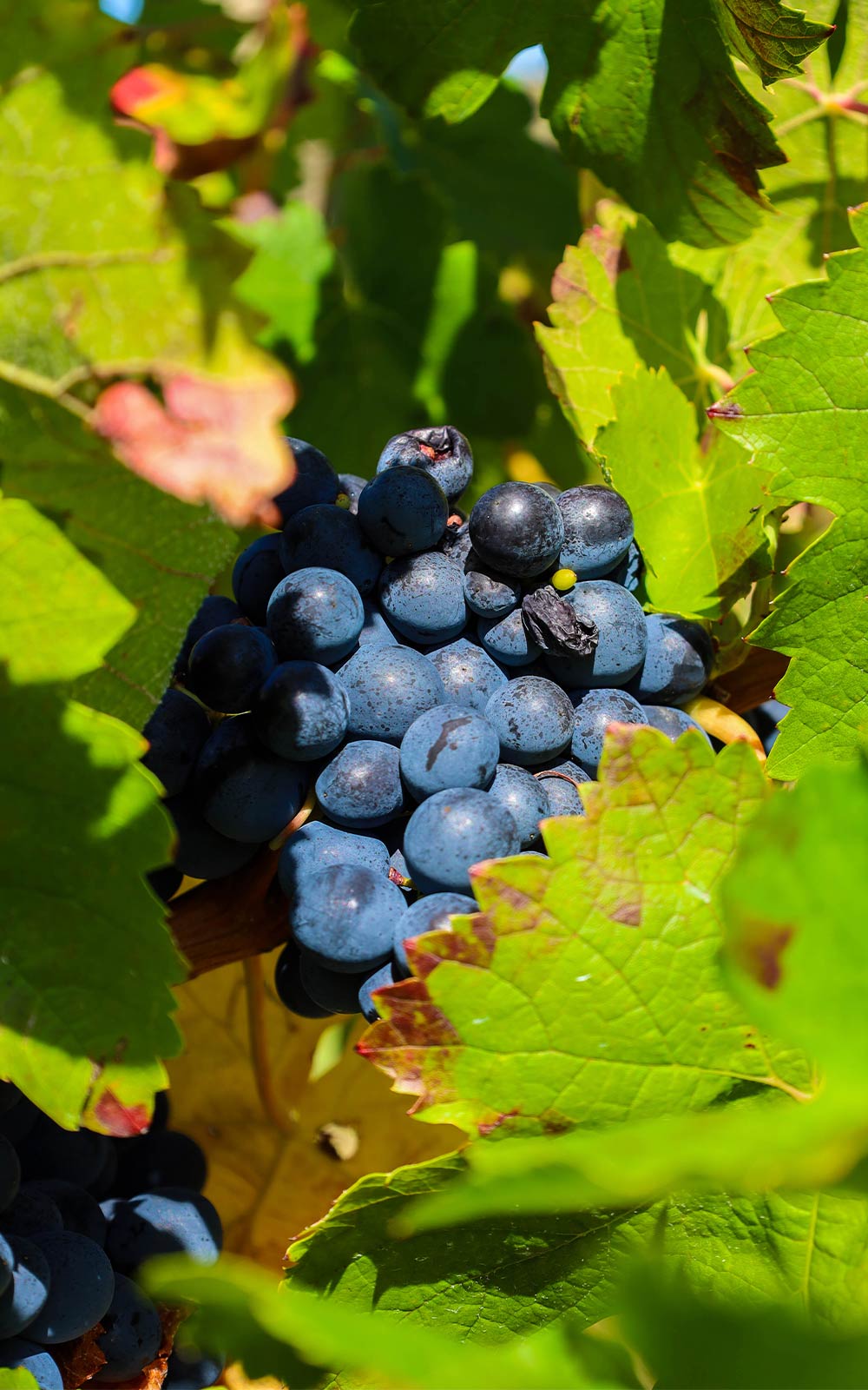 fotos-mariagins-site-mediaon16